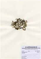 藏品(纖細松藻)的圖片